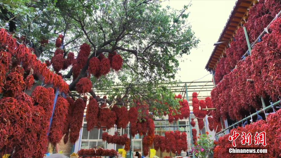 中国“撒拉尔之乡”线椒丰收 黄河岸畔一片“椒”艳