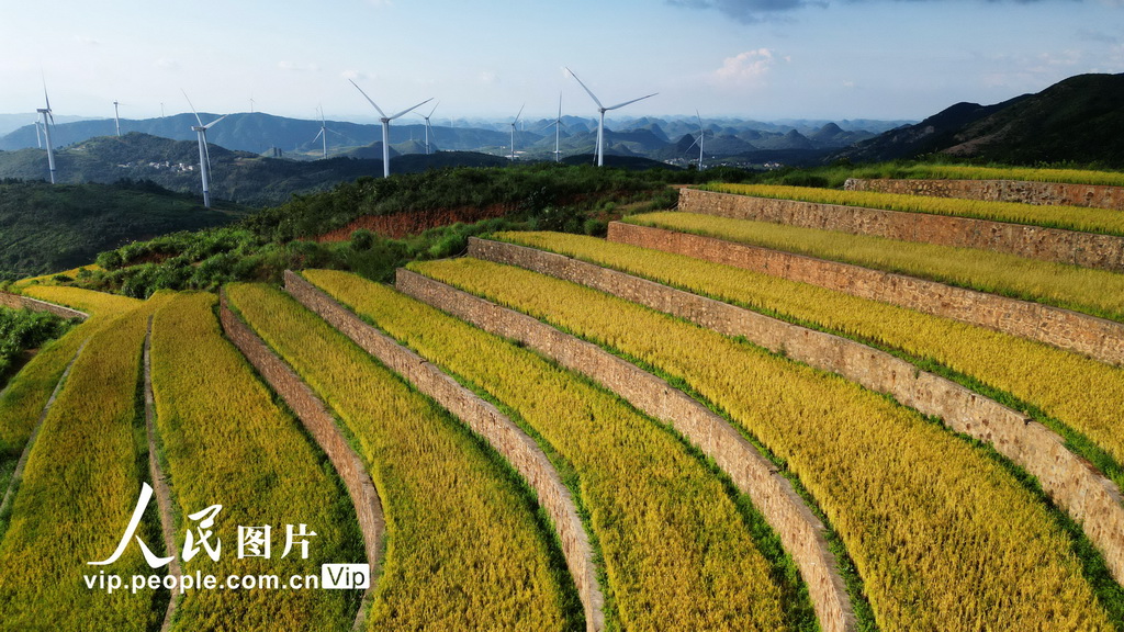 2024年9月16日，在富川瑶族自治县可达山矿区梯田拍摄的稻田风光。