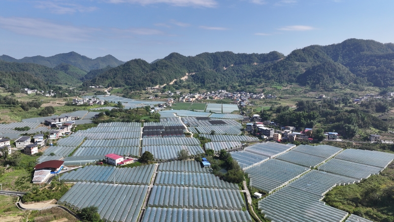 床井村蔬菜种植基地