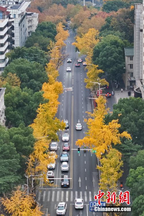 南京街头银杏披上“金甲”扮靓城市