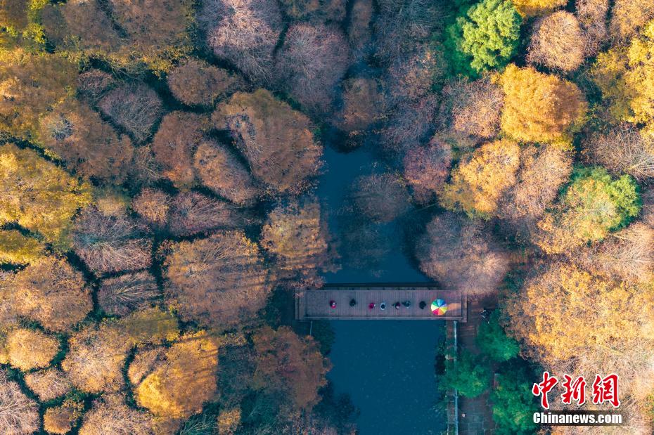 重庆南川：彩林绘就绚丽画卷 引游客打卡
