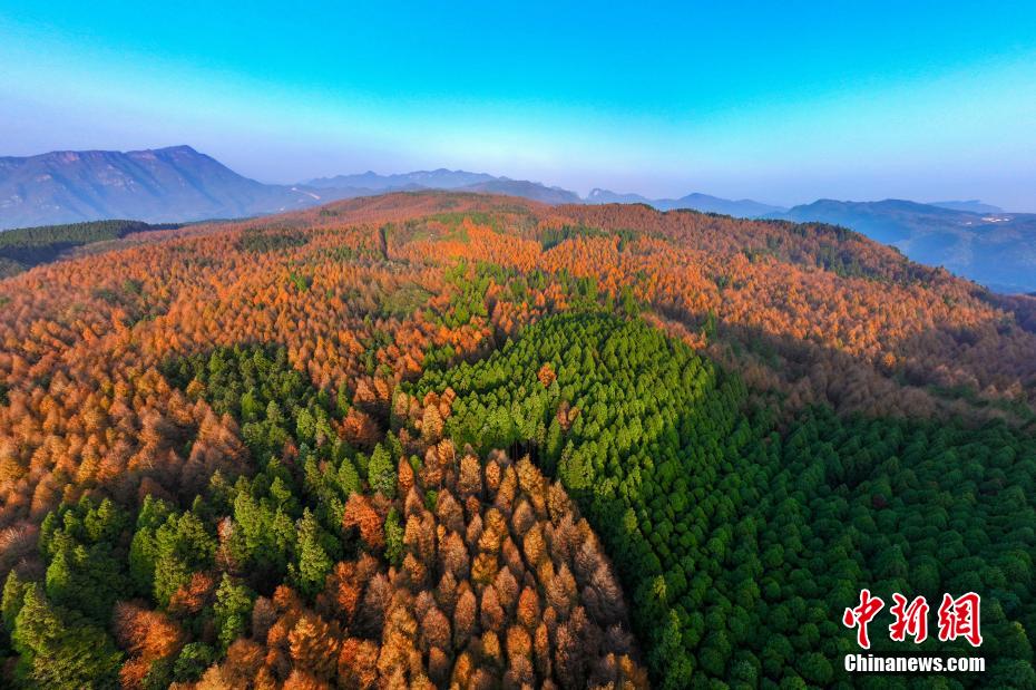 重庆南川：彩林绘就绚丽画卷 引游客打卡