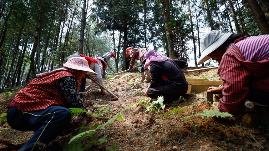 工人们在中药材种植基地林下种植金毛狗脊