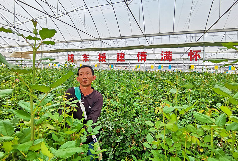 鲜花棚内采收忙。