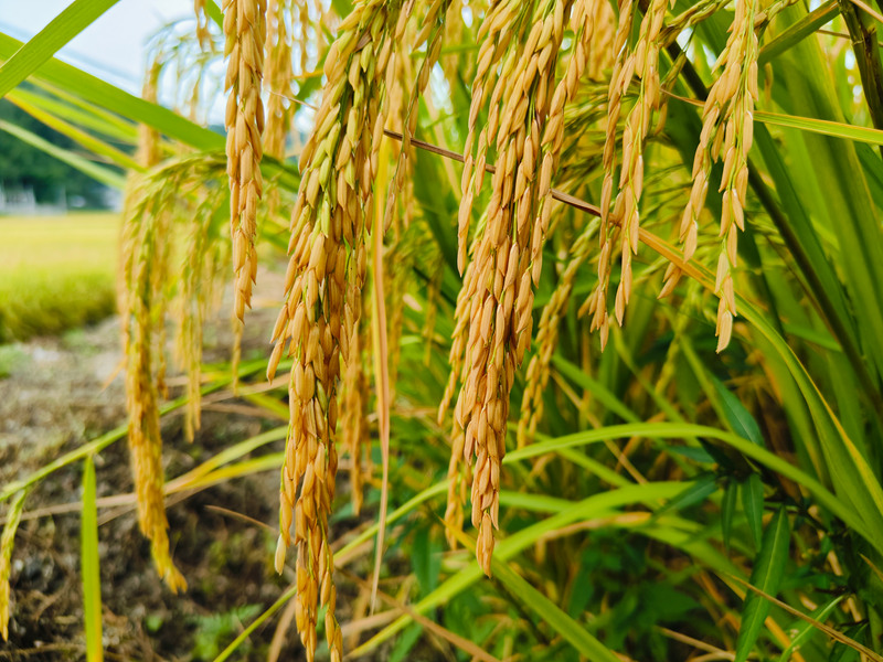 金黄饱满的稻谷。