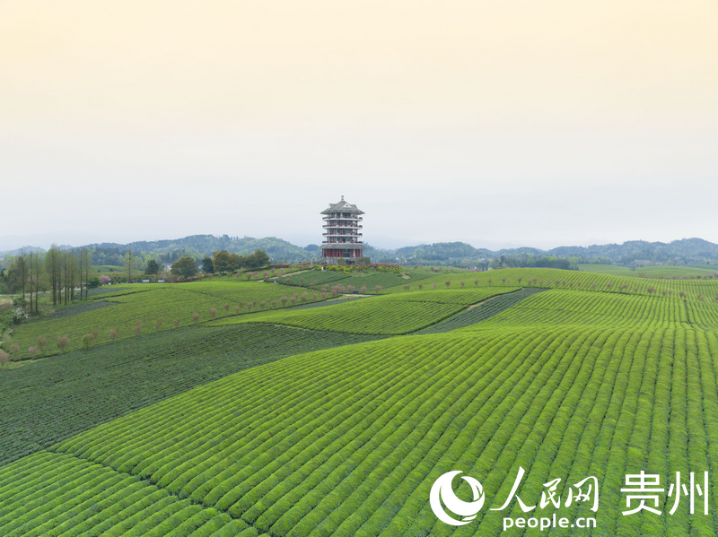 湄潭茶海。人民网龙章榆摄
