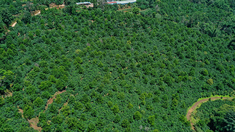 西盟县土壤硒含量丰富，在这样的生态环境中生长，澳洲坚果自然富集了硒这一人体必需的微量元素。刁弘智摄