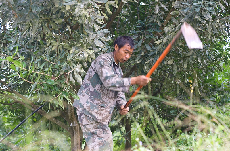管护员的身影在林间穿梭，认真完成着精准施肥、科学修枝等管护工作。陈龙汝男摄