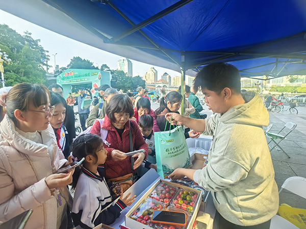 田阳小番茄深受广州市民的青睐。王海波摄