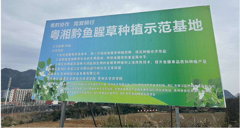 粤湘黔鱼腥草种植示范基地。